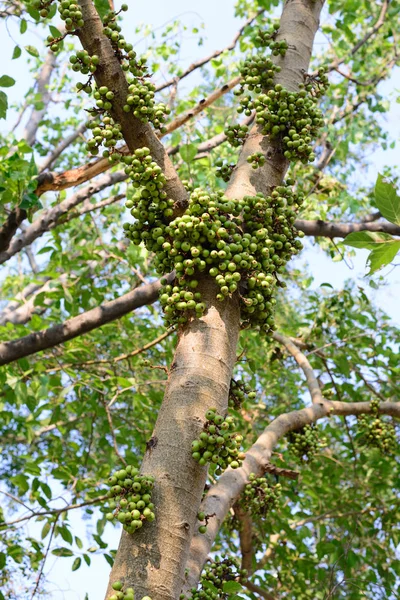 Owoce figowe zielony na drzewo w lesie. — Zdjęcie stockowe