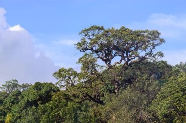 Güzel ağaç dağ tropikal orman.