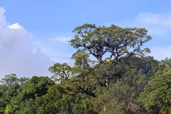 Красивое дерево на горе в тропическом лесу . — стоковое фото