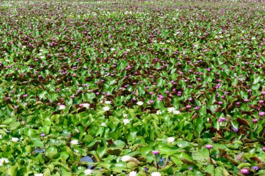 Güzel lotus alanında çiçeklenme.