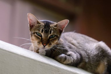 Şirin kedi seyir ön-üst yapı.