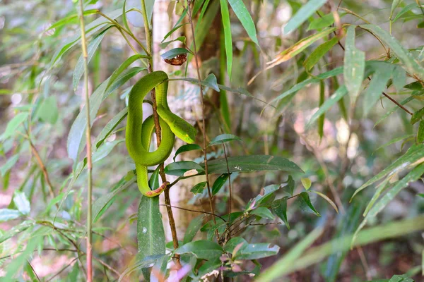 Groene put adders slang. — Stockfoto