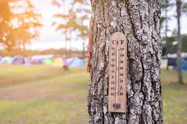 Termômetro de madeira na árvore no local do acampamento . — Fotografia de Stock