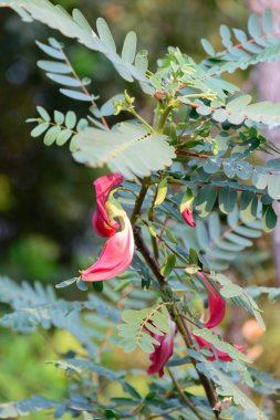 Kırmızı sesbania grandiflora çiçekler.