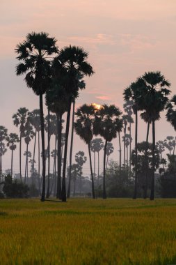 Pirinç alan palmiye ağacı sabah ile.