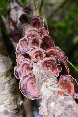 Ormandaki yaşlı Çam ağaç kütüğü üzerinde büyüyen mantar.