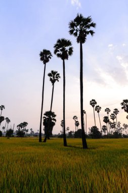 Pirinç alan palmiye ağacı sabah ile.