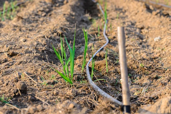 Irrigatiesysteem op een veld met een boerderij suikerriet overvloedig water. — Stockfoto