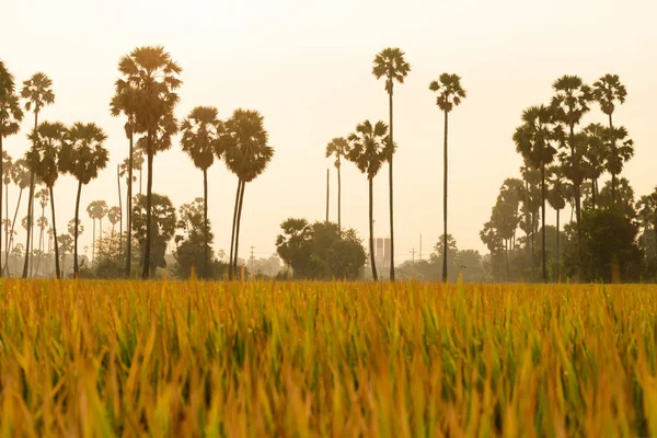 Campo di riso con palma al mattino . — Foto Stock