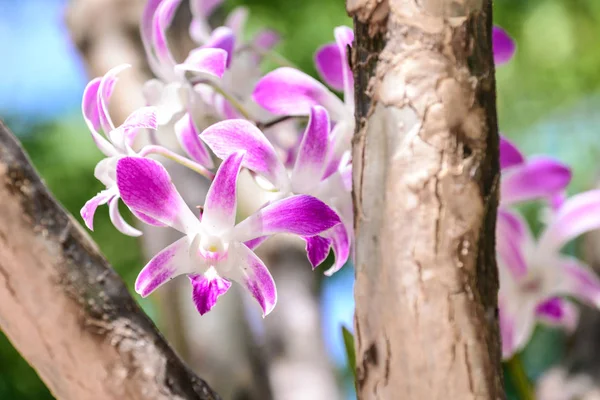 Beautiful pink orchid tree. — Stock Photo, Image