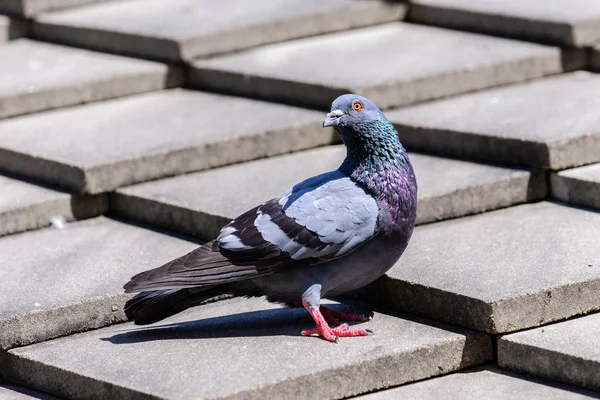 Sevimli güvercin çatı üzerinde. — Stok fotoğraf