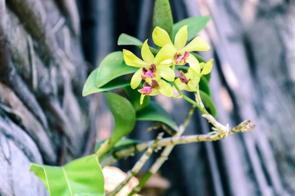 Beautiful yellow orchid tree. — Stock Photo, Image