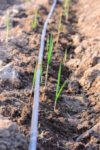 Система полива воды на поле с сахарным тростником в изобилии . — стоковое фото
