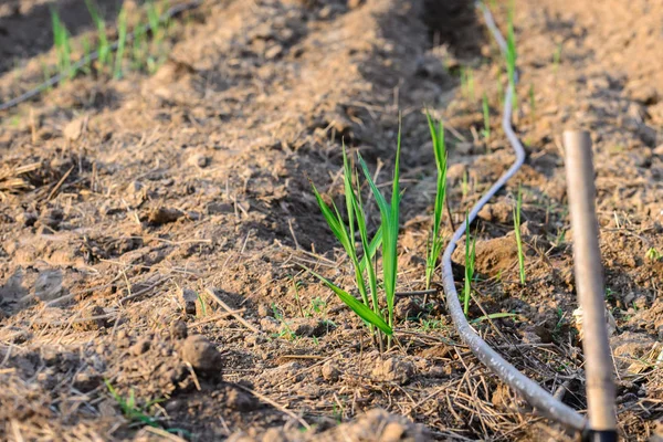 Water irrigation system on a field with a sugar cane farm plentifully. — Stock Photo, Image