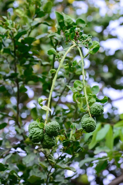 Kaffir Cal en el árbol . —  Fotos de Stock