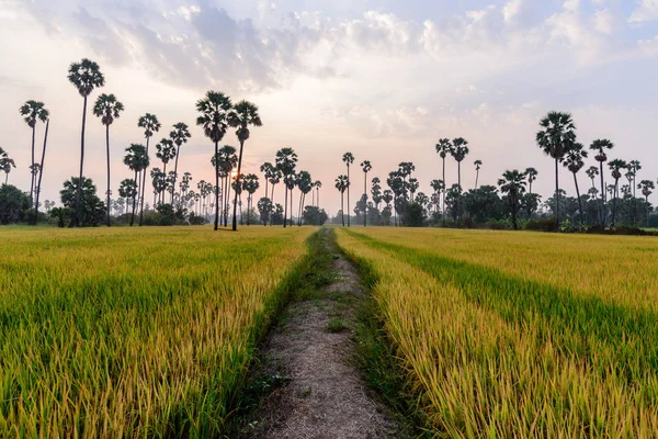 Campo di riso dorato con sentiero e sfondo di palma al mattino . — Foto Stock