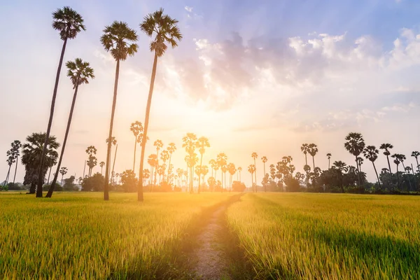 金黄色的稻田与清晨的通路和棕榈树背景. — 图库照片