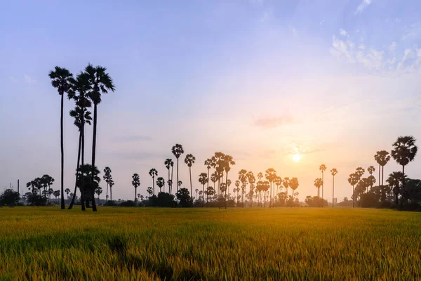 Campo di riso con palma al mattino . — Foto Stock