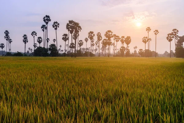 Campo di riso con palma al mattino . — Foto Stock