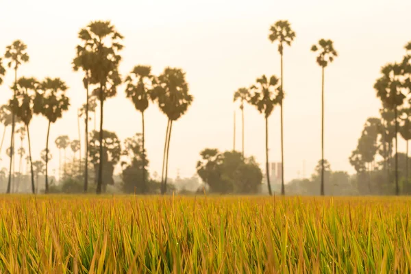 Campo di riso con palma al mattino . — Foto Stock