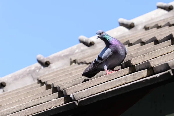 Pombo bonito no telhado . — Fotografia de Stock