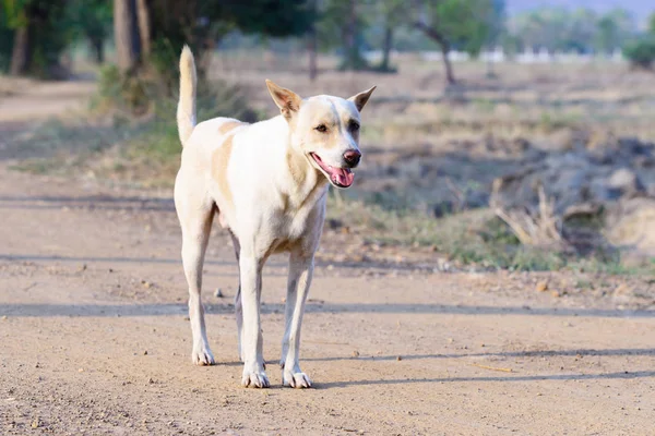 Happy white dog in countryside. — Stock Photo, Image