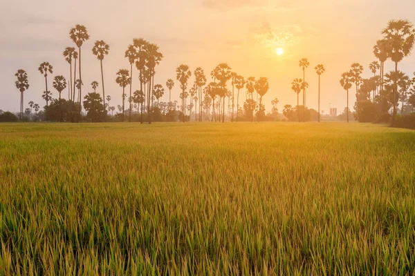 Campo di riso con palma al mattino . — Foto Stock