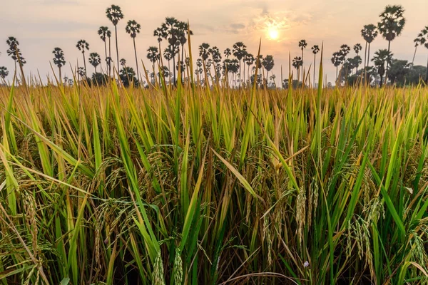 Campo di riso con palma al mattino . — Foto Stock
