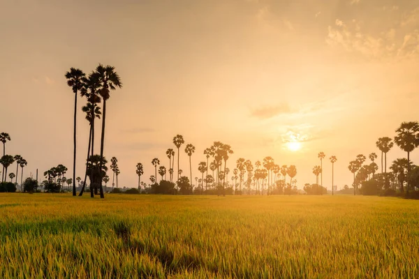 Campo di riso con palma al mattino . — Foto Stock