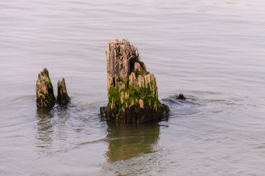 Nehir düşük gelgit sırasında eski güdük.