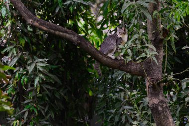 Komik ağaçta oynayan kedi.
