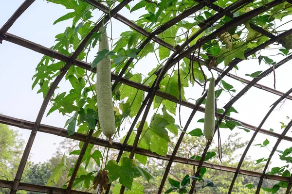 Gourde éponge suspendue à une structure en bambou . — Photo