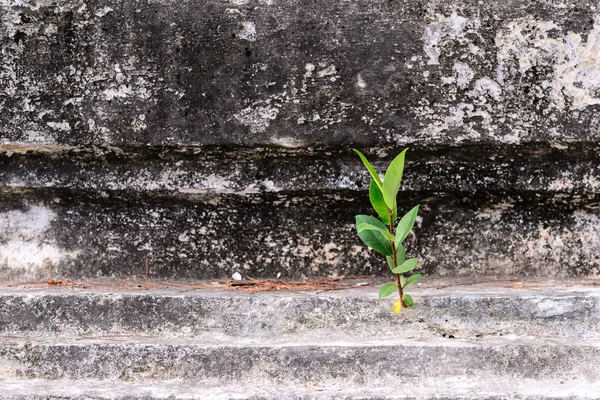 Träd växer på gamla betongvägg. — Stockfoto