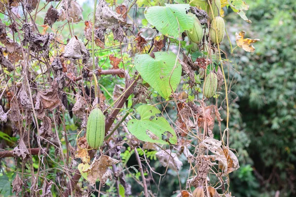 Calabaza esponja salvaje colgando en el árbol . —  Fotos de Stock