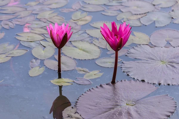 Water lilly blooming in pond. — Stock Photo, Image