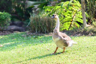Erkek kazlar çimenlerin üzerinde yürüyüş.