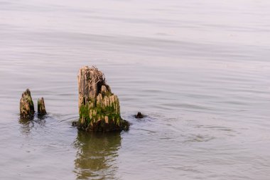 Nehir düşük gelgit sırasında eski güdük.