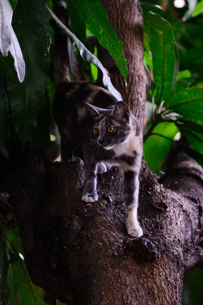 Cat playing funny on tree. — Stock Photo, Image