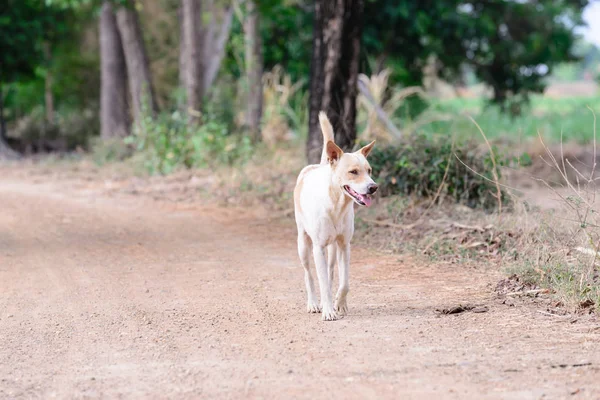 Happy white dog walkingon rural street. — Stock Photo, Image