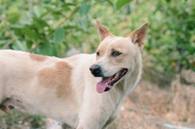 Tay köpek gülümseyerek kapatın.