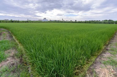 Güzel yeşil pirinç tarlası.