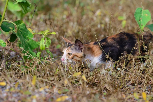 Baby kat spelen in boerderij. — Stockfoto