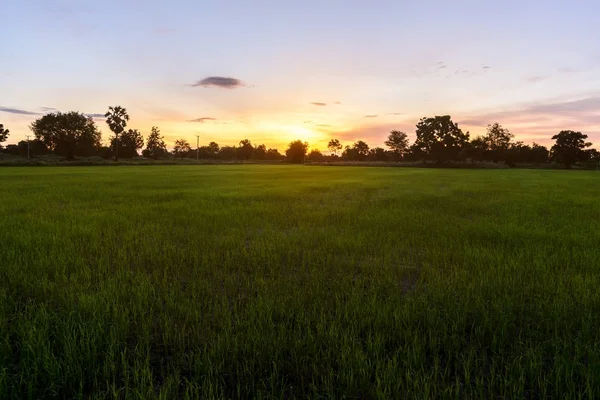 Rijst veld op de ochtend. — Stockfoto