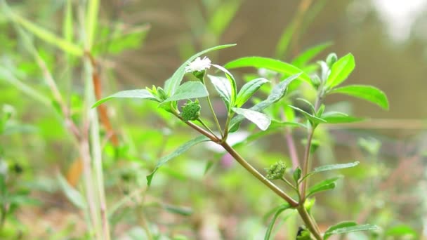 Eclipta Prostrata Falsa Margarita Cabeza Blanca — Vídeo de stock