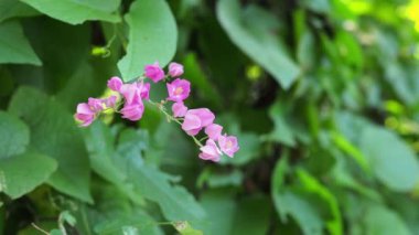 Antigonon leptopus Bahçe.