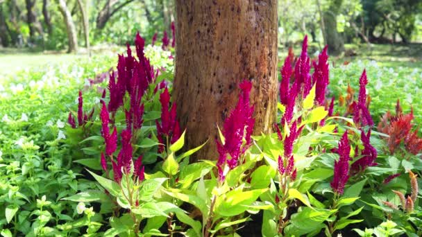 Цветущие Цветки Кокскомба Celosia Argentea — стоковое видео