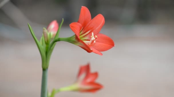 Hippeastrum Johnsonii Enterrar Flor Roja — Vídeo de stock