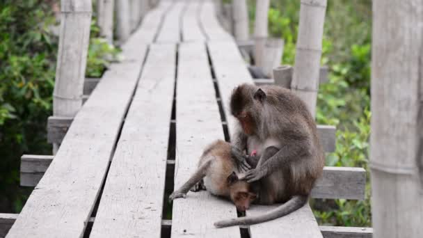 Macaco Verificando Parasita Para Seu Companheiro — Vídeo de Stock