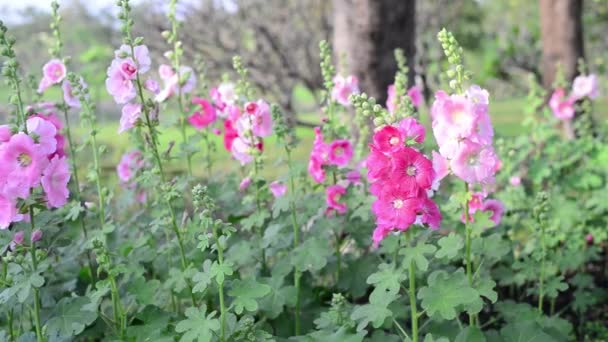 Beautiful Hollyhock Flowers Garden — Stock Video