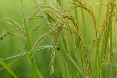 Güzel çeltik alanı.